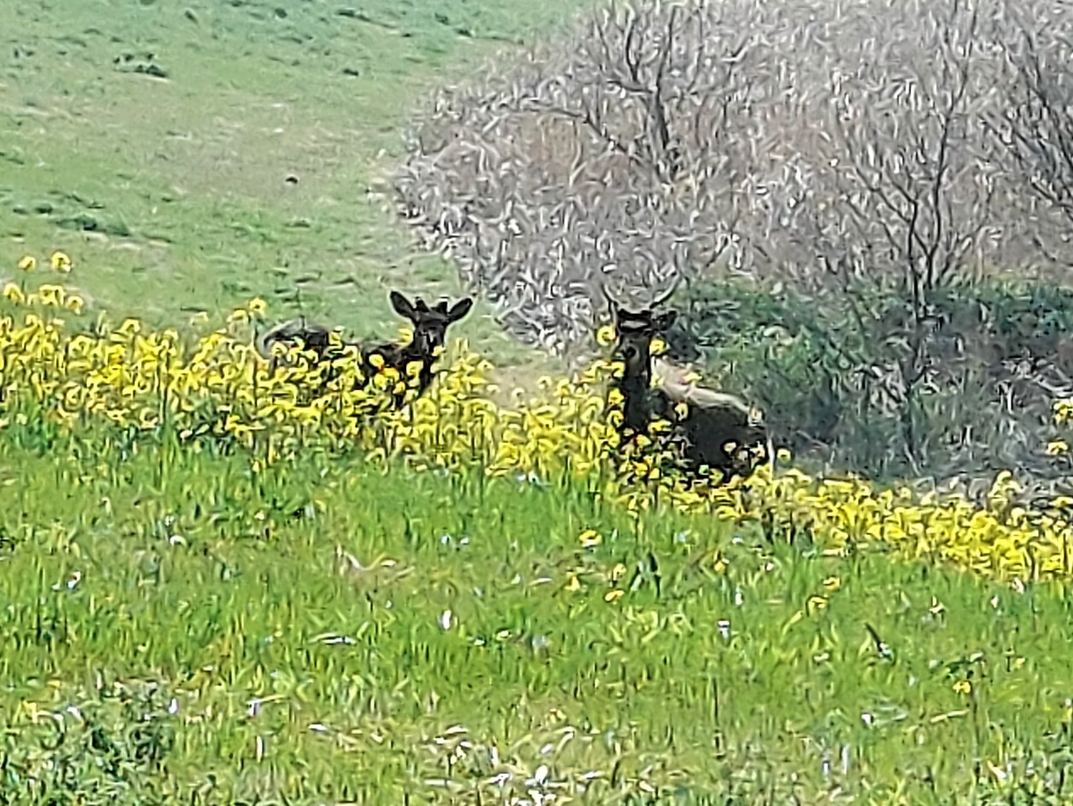 シカ目撃情報 川島町