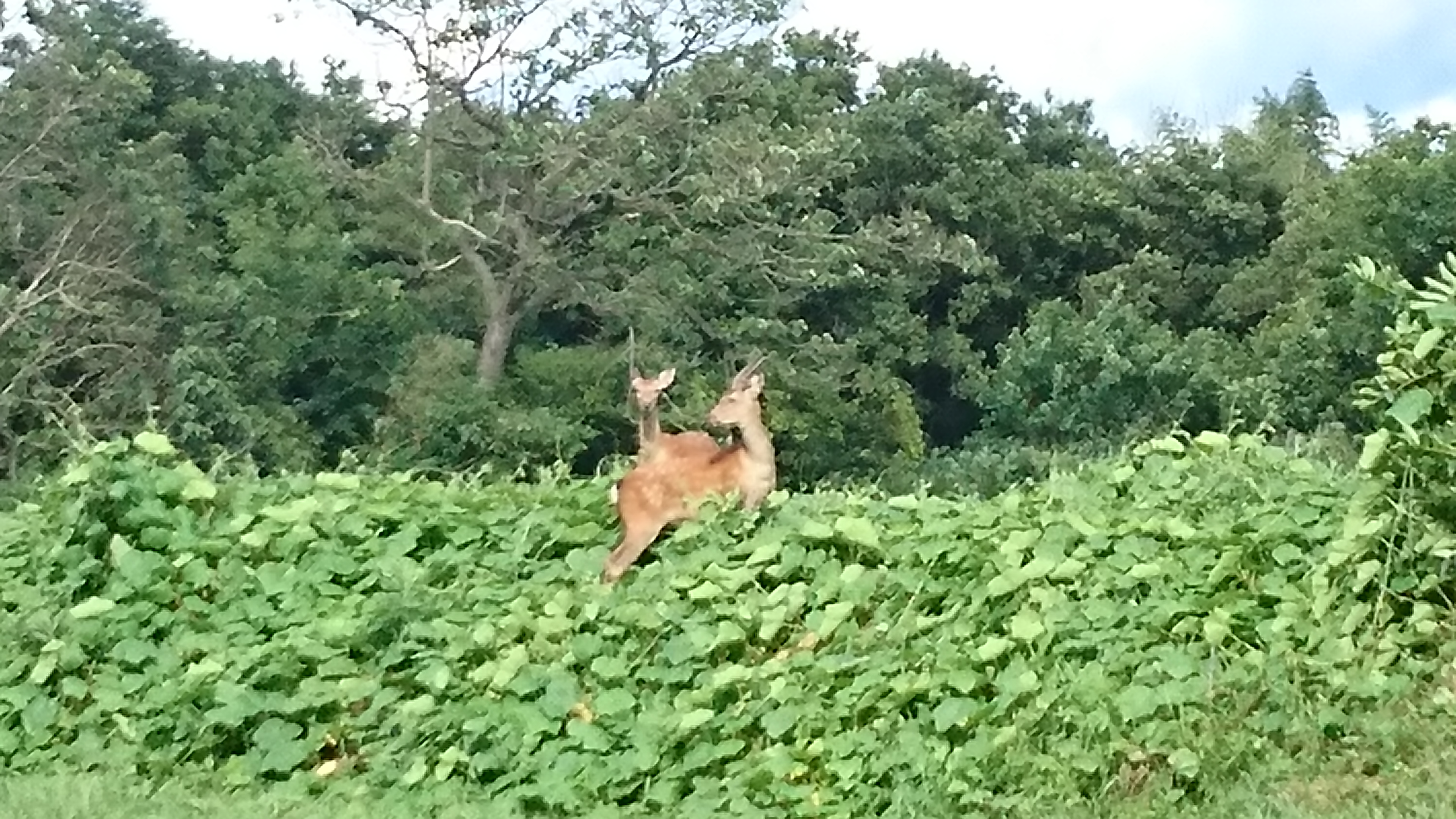 三ツ又沼ビオトープ付近で目撃された鹿