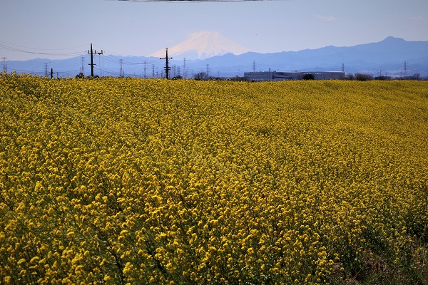 菜の花と富士山