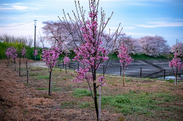 梅ノ木沼の桜