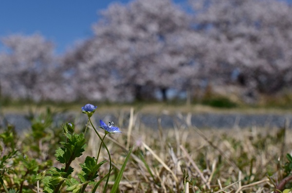 小さな花と桜