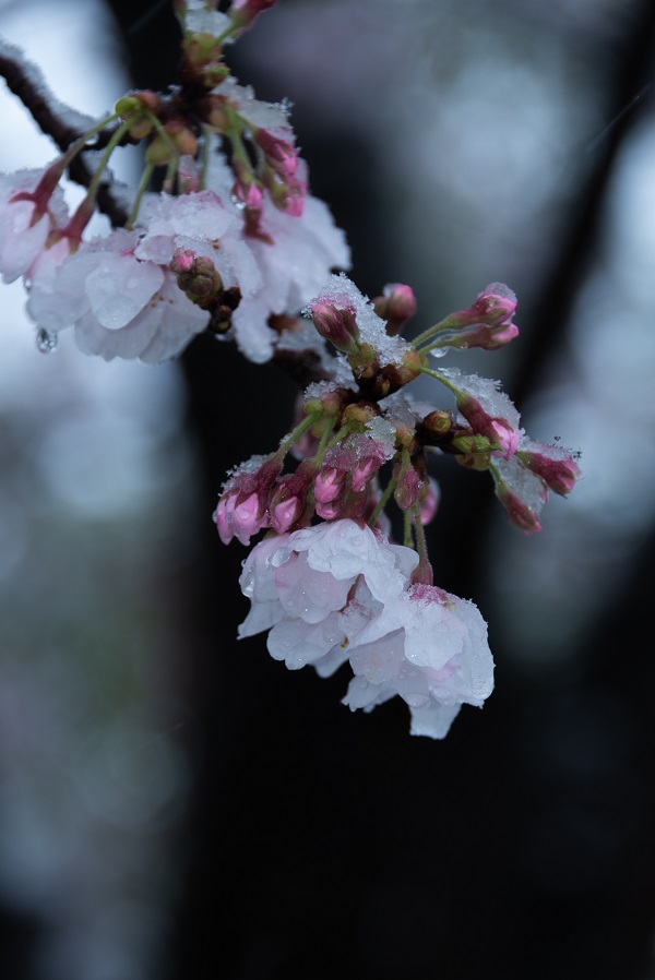 桜雪