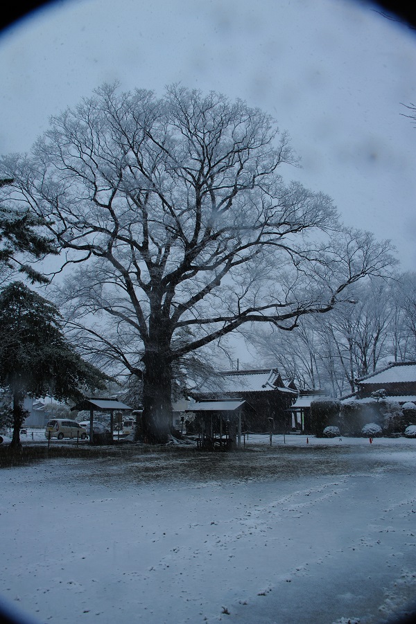 4月の雪