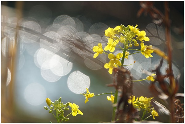 町民カメラマン写真集 川島町
