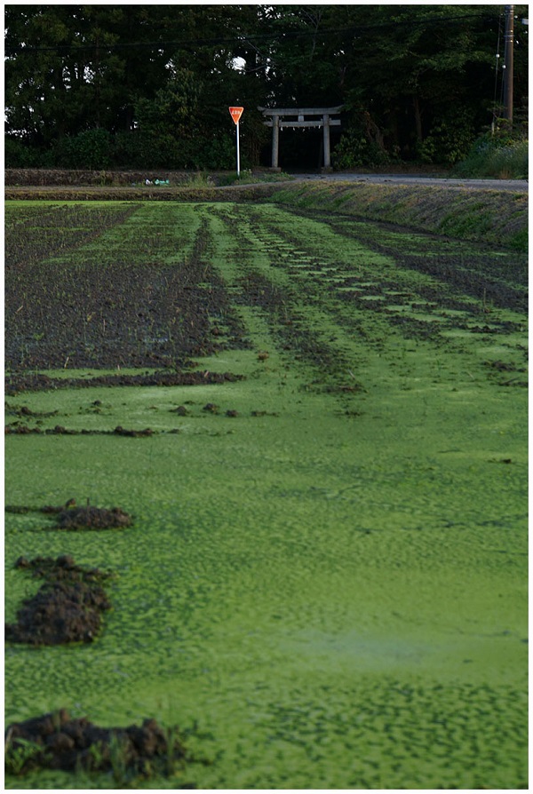 町民カメラマン写真集 川島町