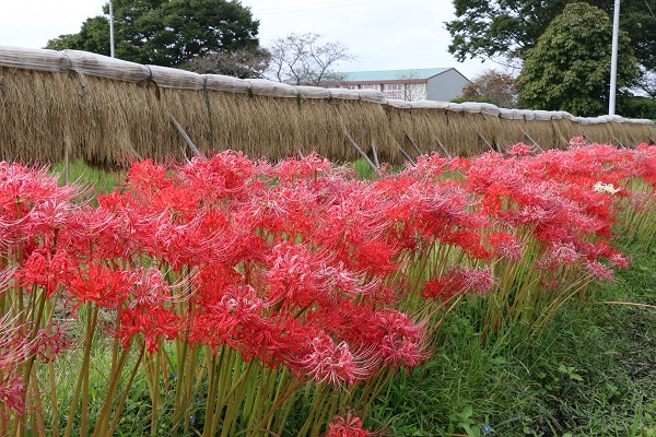 曼珠沙華