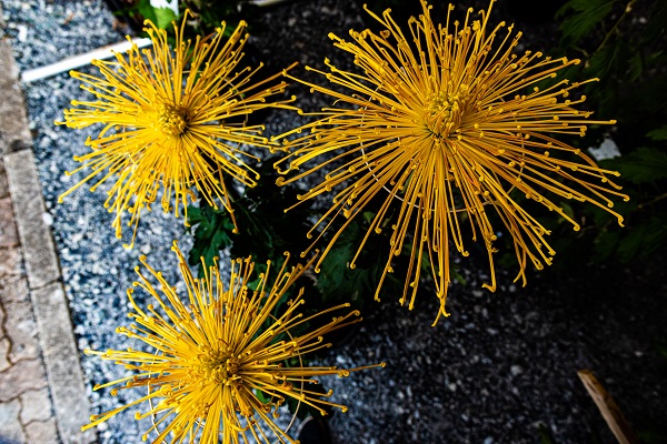 花火みたいにパッと開いた菊の花