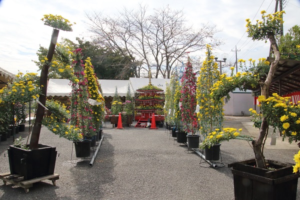 川島町中山菊花会の菊花展