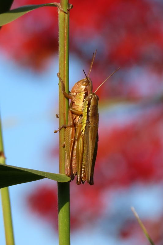 平成の森公園 イナゴの夫婦