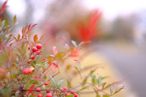 平成の森公園の南天