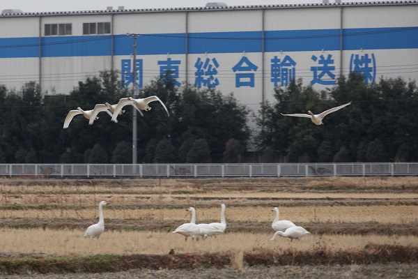 川島町の田んぼに降り立った白鳥