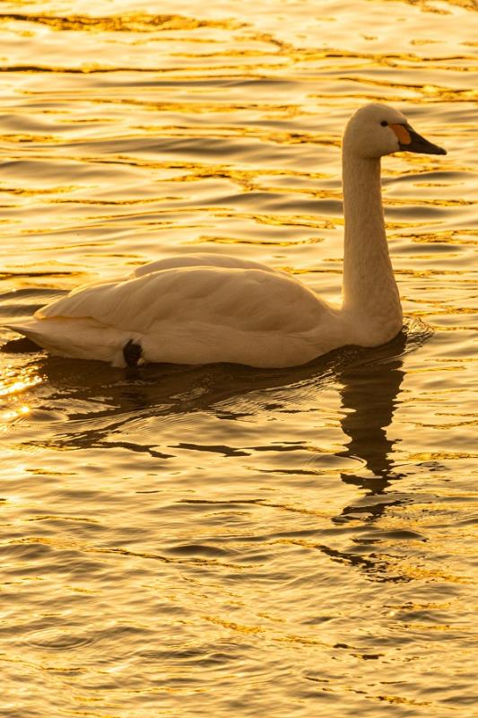 黄金の水面に浮かぶ白鳥