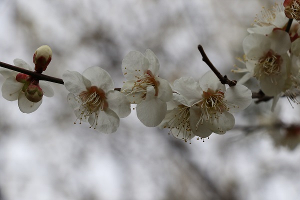 梅の花