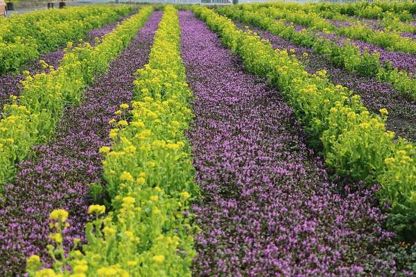 しましま菜の花