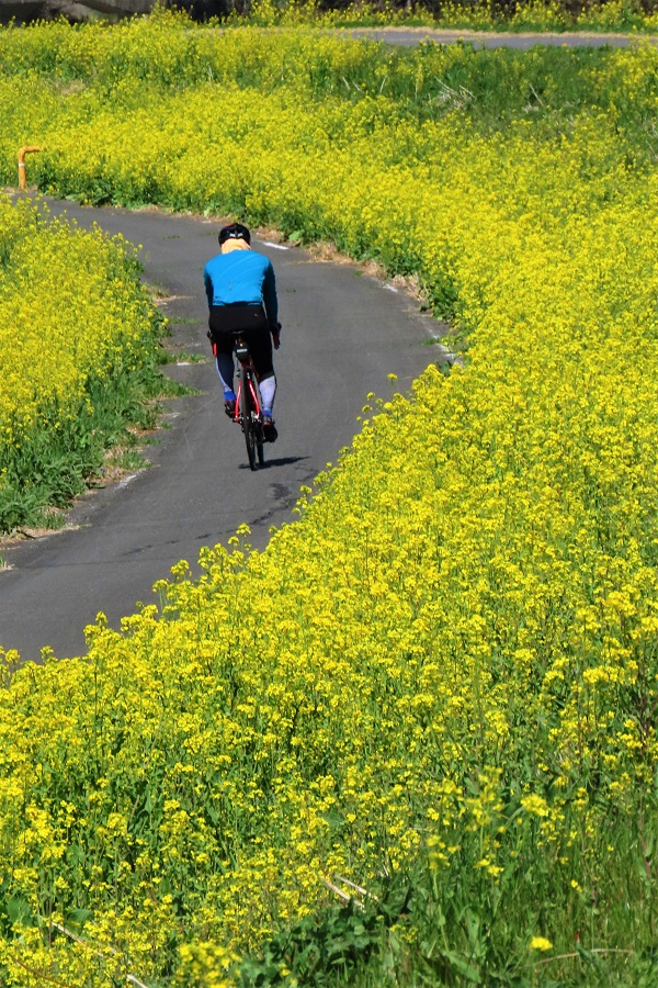 菜の花と自転車 川島町