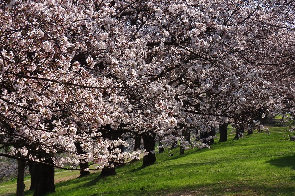 出丸堤防　桜