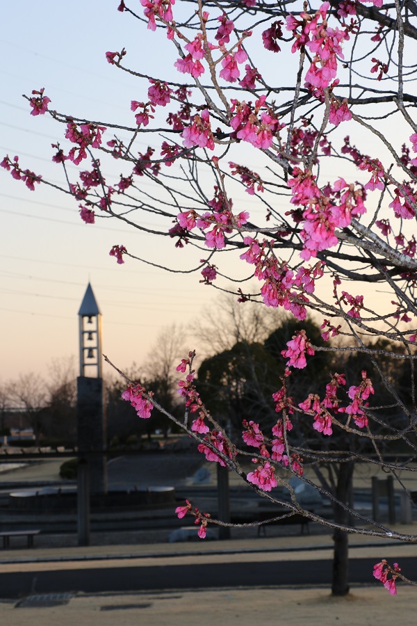 夕方の寒緋桜