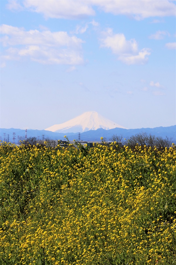 菜の花と富士山 川島町