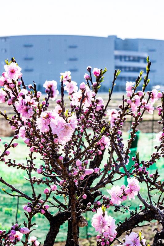 関山　桜　珍しい