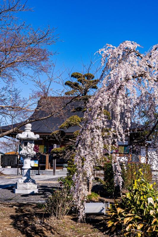 金条院 枝垂桜 川島町