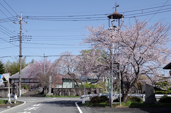 川島町 街角 桜