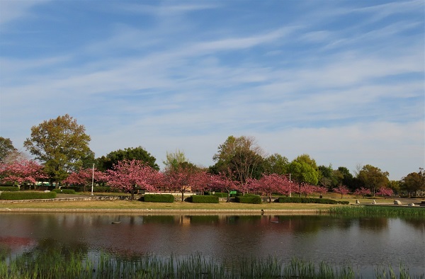 平成の森公園 八重桜 川島町