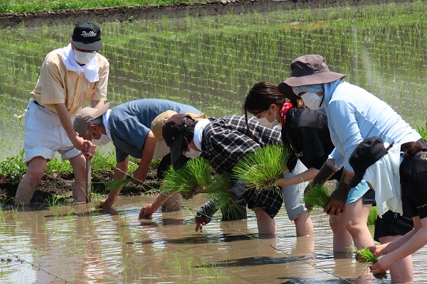 田植え　川島町　手植え