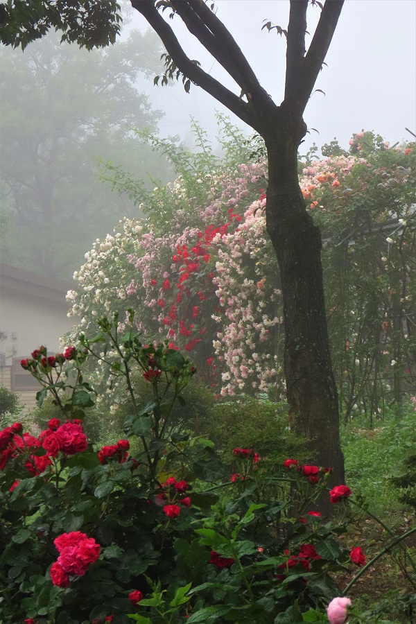 朝靄の中のバラ　川島町　平成の森公園
