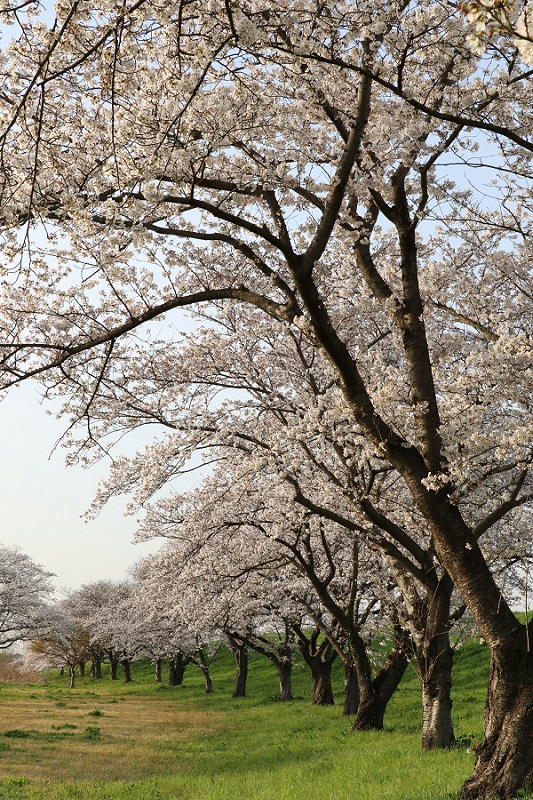 鳥羽井沼　桜