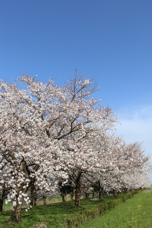 川島町　釘無　桜