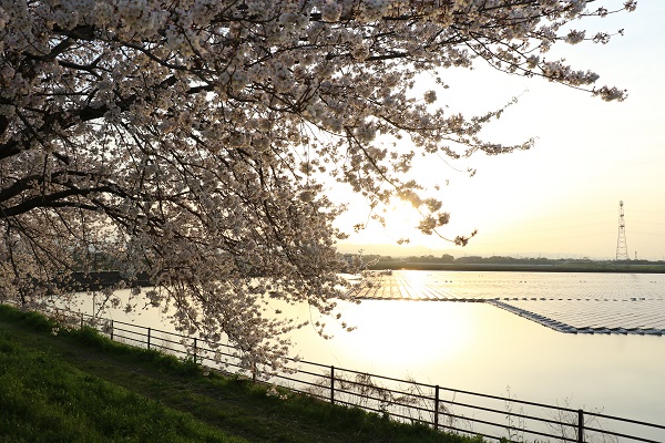 梅ノ木 調整池 川島町