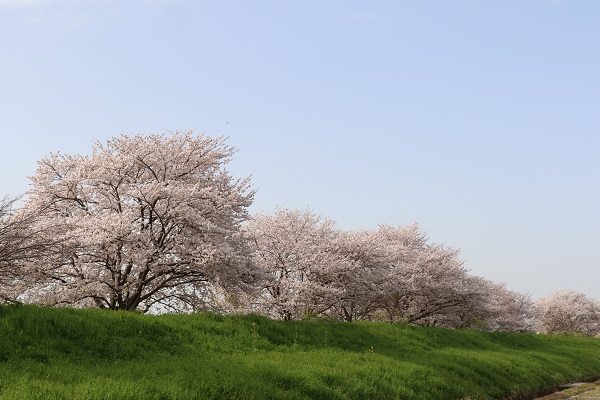 梅ノ木　桜　川島町