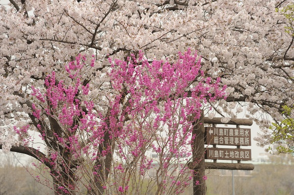 桜　川島町