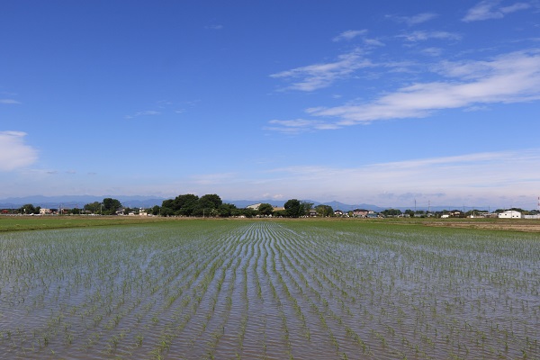 水田風景 川島町