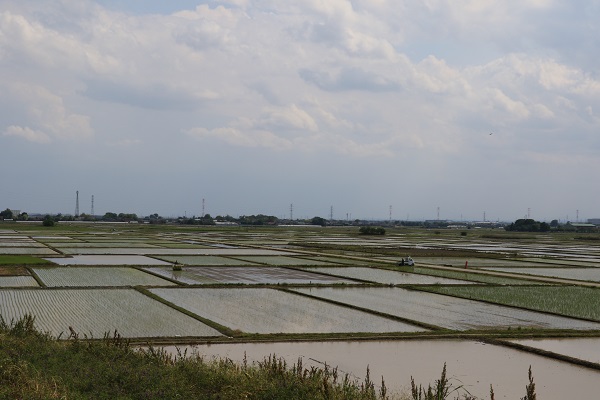 水田風景　川島町 小見野