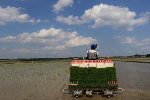 田植え作業 川島町