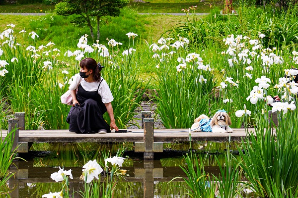 川島町 平成の森公園 ハナショウブ