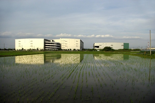 川島町 田園風景 田んぼ