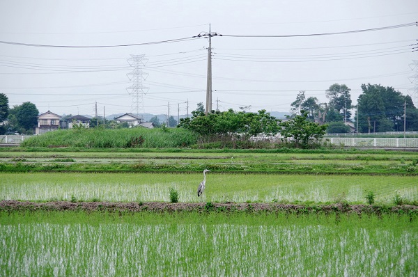 川島町 田園風景 アオサギ