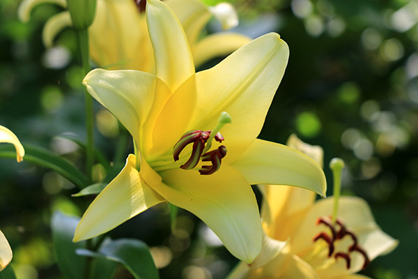 川島町 夏の花