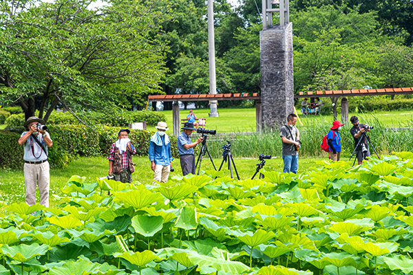 川島町 平成の森公園 古代蓮を撮影