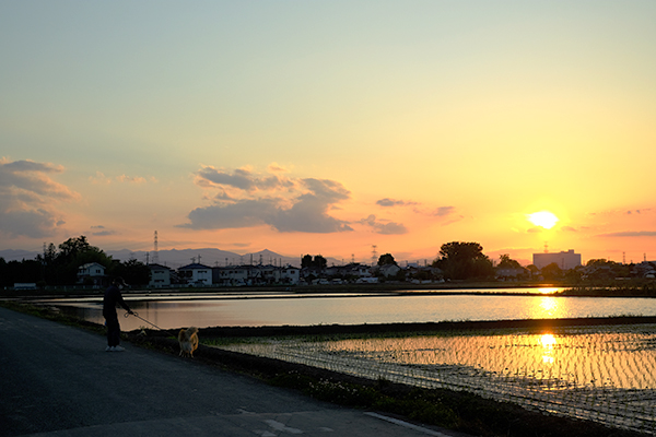 川島町 日暮れ 夕焼け 田んぼ