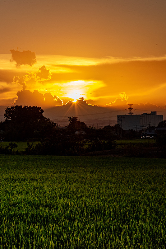 川島町 夕日 田園風景