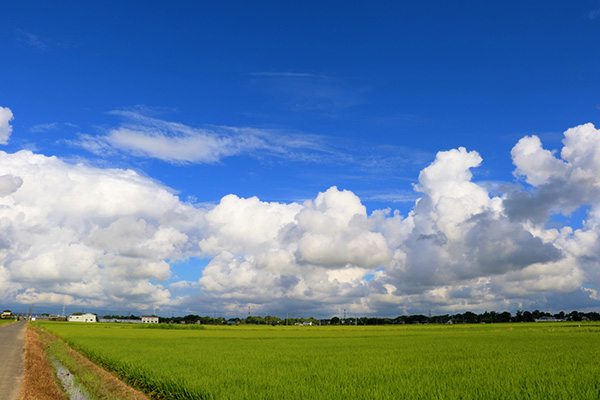 川島町 積乱雲 田園風景