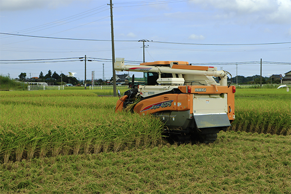 川島町 稲刈り 収穫