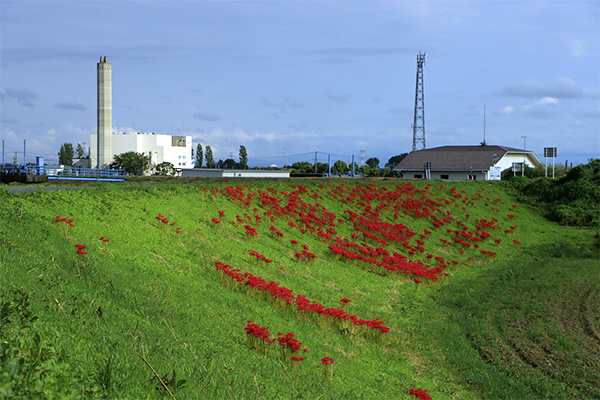 川島町 曼珠沙華 彼岸花