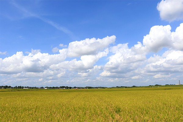 川島町 稲穂と青空