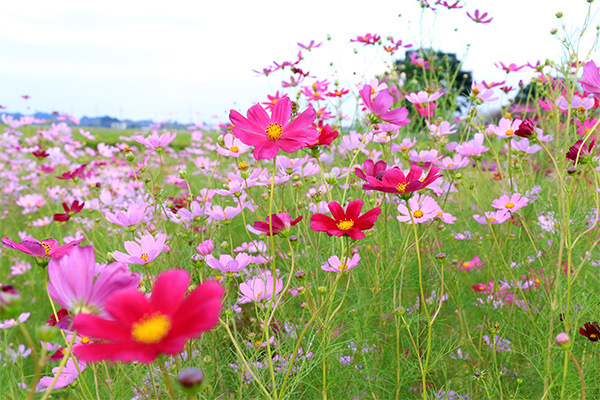 川島町 コスモス