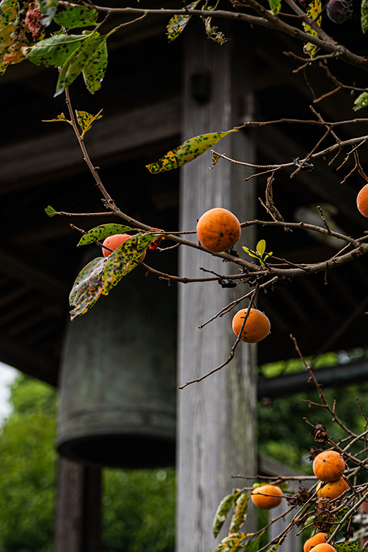 川島町 柿と寺