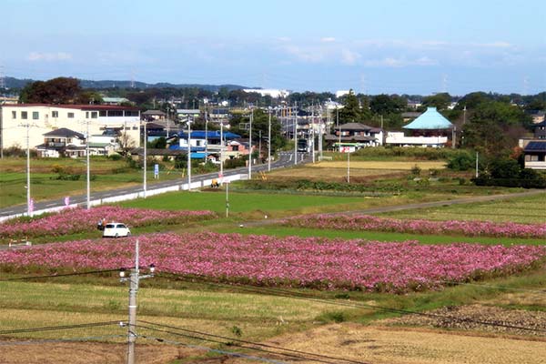 川島町役場 展望室からのコスモス畑